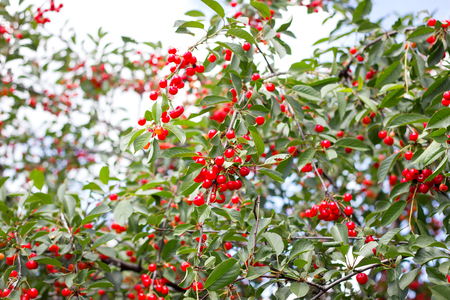 ripe cher.Red ripe cherries on a branch of a cherry tree on a background of green leaves and blue sky. Harvest. natural productの写真素材