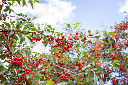 ripe cher.Red ripe cherries on a branch of a cherry tree on a background of green leaves and blue sky. Harvest. natural productの写真素材