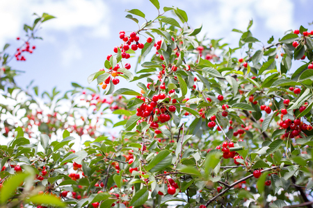 ripe cher.Red ripe cherries on a branch of a cherry tree on a background of green leaves and blue sky. Harvest. natural productの写真素材