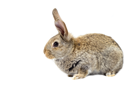 gray fluffy bunny, isolate, little easter bunnyの写真素材