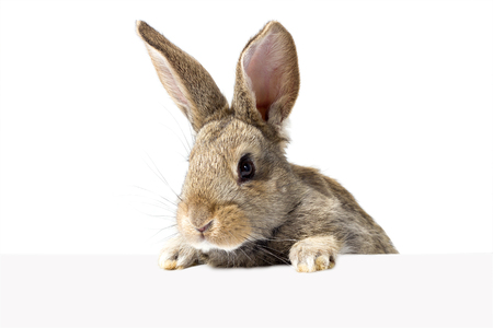 gray fluffy rabbit looking at the signboard. Isolated on white background. Easter bunnyの写真素材