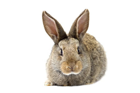 gray fluffy bunny, isolate, little easter bunnyの写真素材