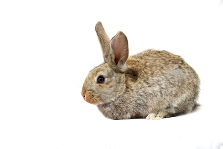 gray fluffy bunny, isolate, little easter bunnyの写真素材