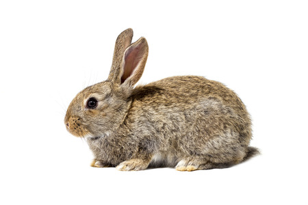 gray fluffy bunny, isolate, little easter bunnyの写真素材