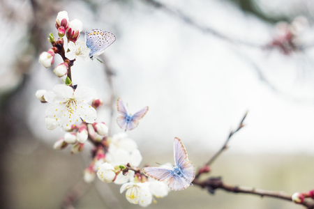 twig blossoming cherry twigs with blue butterflies, natural spring background, insect pollinates flowersの写真素材