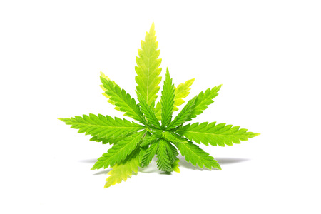 green cannabis sprig, isolate, illegal drugsの写真素材