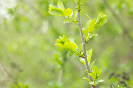 young green shoots of a tree, spring season, natural backgroundの写真素材
