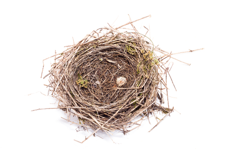 bird nest, isolate, wild nest of a little birdの写真素材