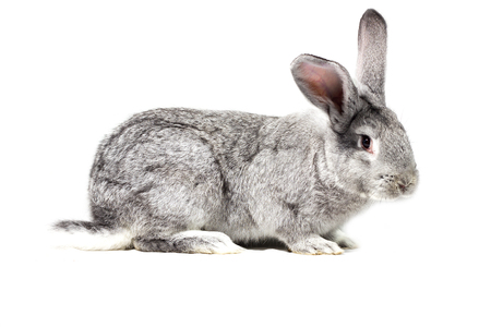 big gray rabbit, isolate, easter rabbitの写真素材