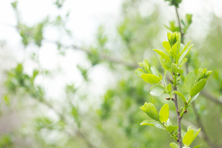 young green shoots of a tree, spring season, natural backgroundの写真素材