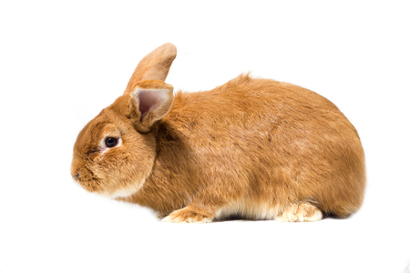 big red rabbit, isolate, easter rabbitの写真素材