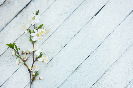 blooming cherry branch on a light wooden background, spring backgroundの写真素材