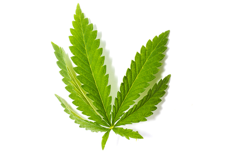 green cannabis sprig, isolate, illegal drugsの写真素材