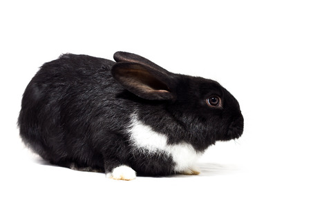 black small rabbit isolate, farm animalの写真素材