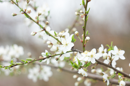 twig blossoming cherry twigs, natural spring background, sakura blossomの写真素材