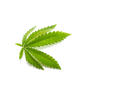 green cannabis sprig, isolate, illegal drugsの写真素材