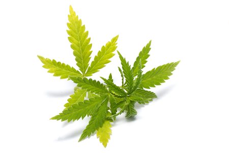 green cannabis sprig, isolate, illegal drugsの写真素材