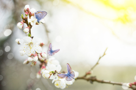 twig blossoming cherry twigs with blue butterflies, natural spring background, insect pollinates flowersの写真素材