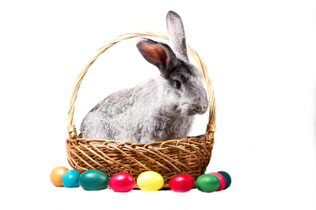 gray easter bunny in a basket with eggs, isolate, blank for the holiday of Easterの写真素材