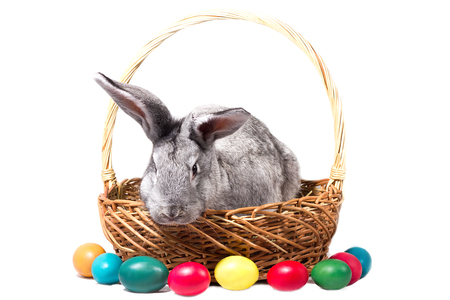 gray easter bunny in a basket with eggs, isolate, blank for the holiday of Easterの写真素材