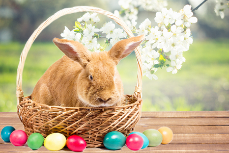 easter bunny with eggs in a basket, easter backgroundの写真素材