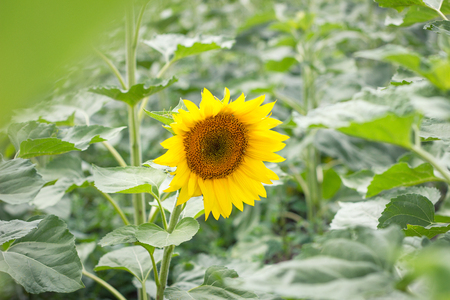 lonely sunflower in the field, the concept of farm development, not ripe sunflowerの写真素材