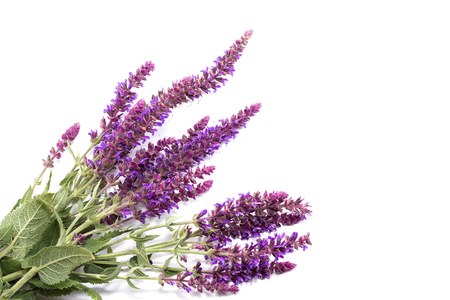 bouquet of purple wild flowers on a white background, the conception of medicinal plantsの写真素材