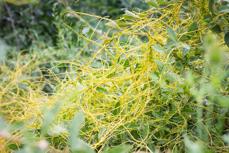 plant parasite, (plant cancer ),の写真素材