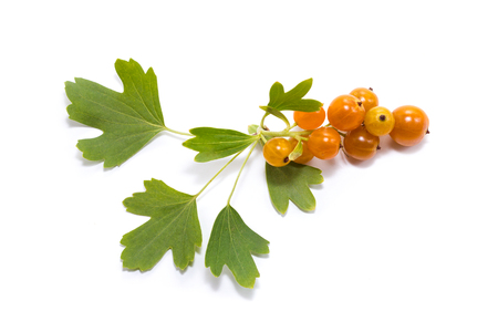 yellow currant on white backgroundの写真素材