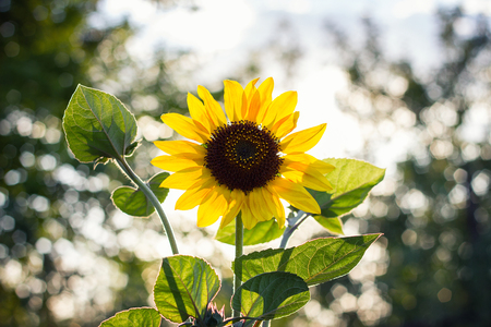 lonely sunflower at sunset with beautiful bokehの写真素材