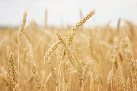 wheat field close-up, farmer concept, harvestの写真素材
