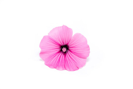 pink flower on white backgroundの写真素材