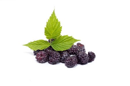 ripe blackberries on a white background, harvestの写真素材