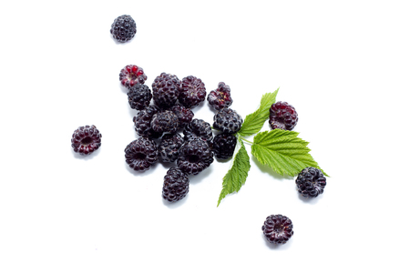 ripe blackberries on a white background, harvestの写真素材