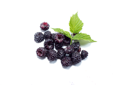 ripe blackberries on a white background, harvestの写真素材
