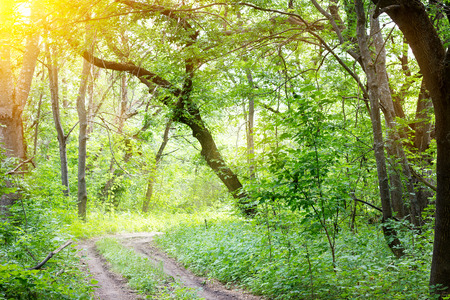 spring sunny forest, road to spring sunny forestの写真素材