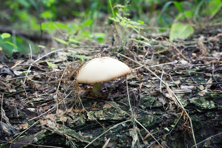 mushroom on an old fallen tree, toadstool close-upの写真素材