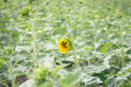 lonely sunflower in the field, the concept of farm development, not ripe sunflowerの写真素材