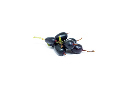 black currant on white backgroundの写真素材