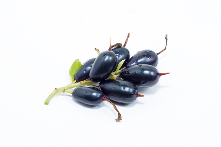 black currant on white backgroundの写真素材