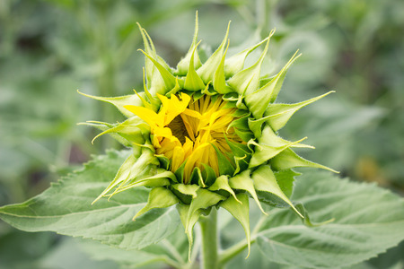 lonely sunflower in the field, the concept of farm development, not ripe sunflowerの写真素材