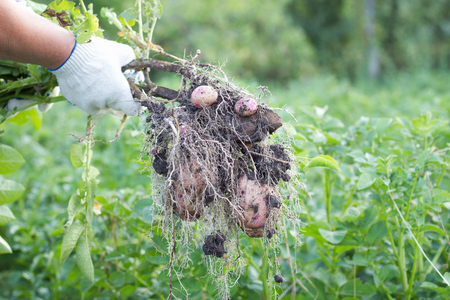 farmer holding fresh potato harvest , potatoes , koncepcia farmsの写真素材