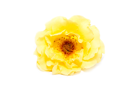 yellow rose flower on white backgroundの写真素材