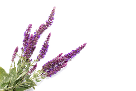 bouquet of purple wild flowers on a white background, the conception of medicinal plantsの写真素材