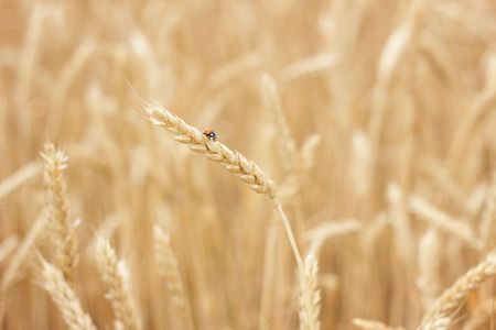 wheat field close-up, farmer concept, harvestの写真素材