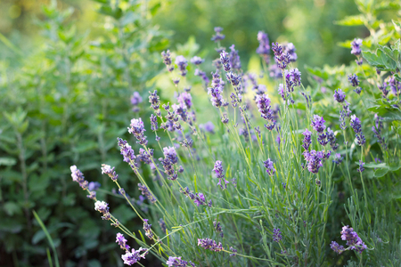 purple lavender Bush at sunset close-upの写真素材