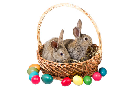 two easter gray bunnies in a basket with eggs, isolate, concept for the holiday of Easterの写真素材