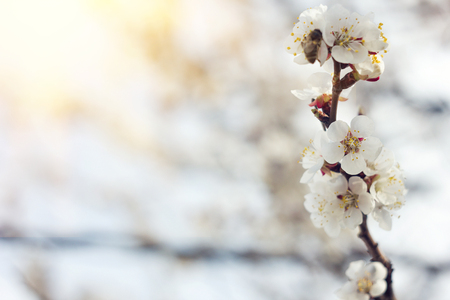 blooming sprigs of cherry in spring, soft sunnyの写真素材