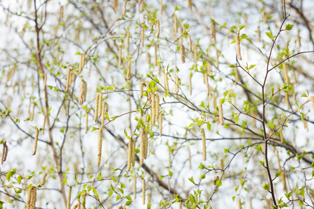 spring flowering of birch, closeupの写真素材