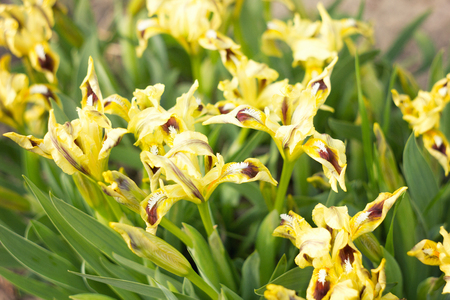 yellow flowers irises with sunlight, spring flowersの写真素材